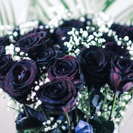 Букет 19 черных роз с гипсофилой