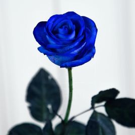 Роза синяя (мелкий бутон) 50-60см, Голландия (поштучно)