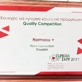 Букет 51 розовая роза «Hermosa» (Ольга Бузова)