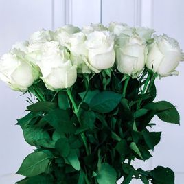 Букет 25 белых роз «Polar Star» (Юж. Америка)