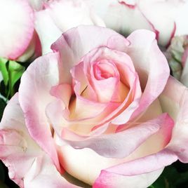 Букет 21 розовая роза с огромным бутоном «Boulevard»