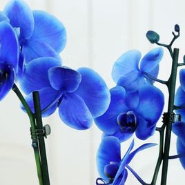 Орхидея фаленопсис синяя (в горшке)