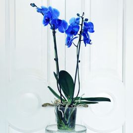 Орхидея фаленопсис синяя (в горшке)