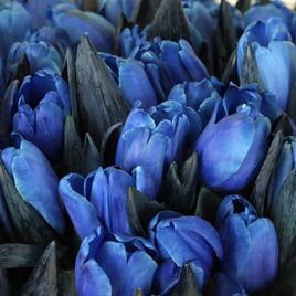 Букет 101 синий тюльпан (цвет года 2020 по версии Pantone)