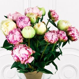Букет 15 маленьких пионов (микс)
