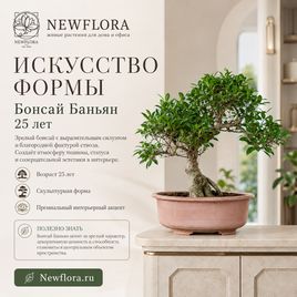 Бонсай Баньян 25 лет (высота 50 см)