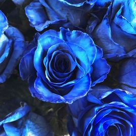 Букет 51 синяя роза 60см (Эквадор)