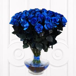 Букет 51 синяя роза 60см (Эквадор)