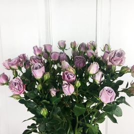 Букет 9 сиреневых кустовых роз (60-70см)