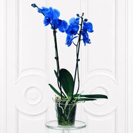 Орхидея фаленопсис (Phalaenopsis hybrid ‘Formidable’) синяя в горшке (2 ствола) 60 см