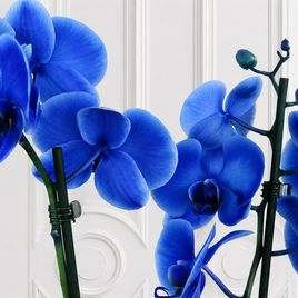 Орхидея фаленопсис (Phalaenopsis hybrid ‘Formidable’) синяя в горшке (2 ствола) 60 см