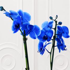 Орхидея фаленопсис (Phalaenopsis hybrid ‘Formidable’) синяя в горшке (2 ствола) 60 см