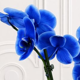 Орхидея фаленопсис (Phalaenopsis hybrid ‘Formidable’) синяя в горшке (2 ствола) 60 см