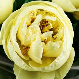 Букет 9 желтых пионов (Lemon Chiffon)