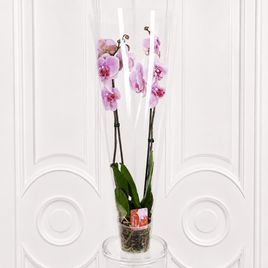 Орхидея фаленопсис (Phalaenopsis hybrid ‘Formidable’) в горшке розовая (2 ствола) 30 см