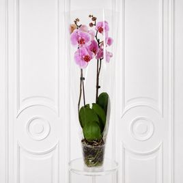 Орхидея фаленопсис (Phalaenopsis hybrid ‘Formidable’) в горшке розовая (2 ствола) 30 см