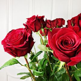 Букет 25 красных роз высотой 160см (для Сергея Роста)