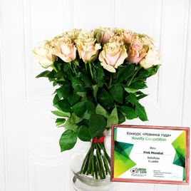 Букет 25 бело-розовых роз Pink Mondial (Эквадор)