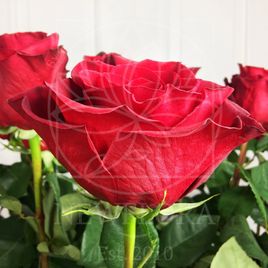 Букет 25 красных роз высотой 150см (by Сергей Рост)