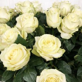 Букет 101 белая роза высотой 100см