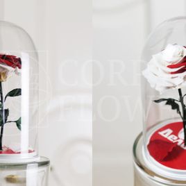 Корпоративные розы в колбе (цвет на выбор)