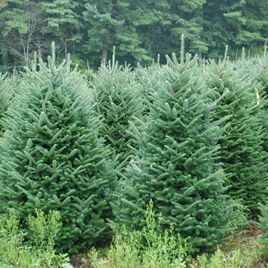 Пихта Фразера на новый год живая 150-170см (Америка)