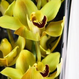 Орхидея цимбидиум желтая (80см)