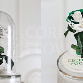 Корпоративные розы в колбе (цвет на выбор)