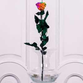 Стабилизированная радужная роза D10см (поштучно)