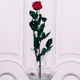 Стабилизированная красная роза D10см (поштучно)