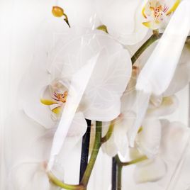 Орхидея фаленопсис белая (в горшке)
