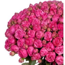 Букет 151 пионовидная роза Pink Piano