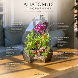 Флорариум вытянутый с орхидеей, зеленью и стабилизированным мхом