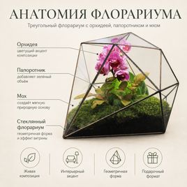 Треугольный флорариум с орхидеей, папоротником и мхом