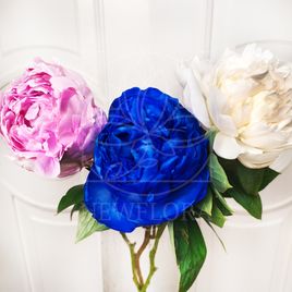 Пион отборный микс (поштучно)