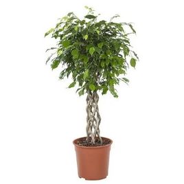 Фикус бенджамина решетка гигант высотой 120см в горшке (Ficus benjamina exotica twist)
