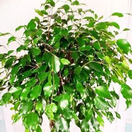 Фикус бенджамина решетка гигант высотой 120см в горшке (Ficus benjamina exotica twist)