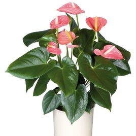 Антуриум андрианум розовый в горшке (Anthurium Andreanum Champion)