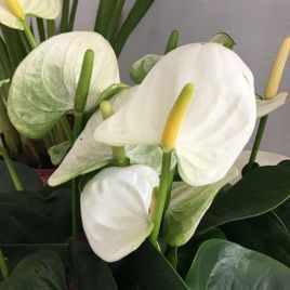 Антуриум андрианум белый в горшке (Anthurium Andreanum Champion)