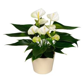 Антуриум андрианум белый в горшке (Anthurium Andreanum Champion)