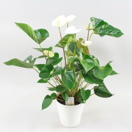 Антуриум андрианум белый в горшке (Anthurium Andreanum Champion)