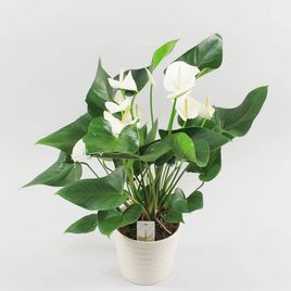 Антуриум андрианум белый в горшке (Anthurium Andreanum Champion)