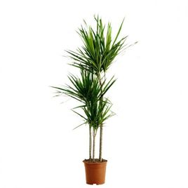 Драцена маргината 3 стебля в горшке высотой 120см (Dracaena marginata), Голландия