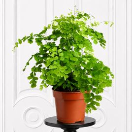 Адиантум фрагранс в горшке (Adiantum fragrans)