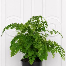 Адиантум фрагранс в горшке (Adiantum fragrans)