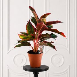 Аглаонема крит в горшке (Aglaonema crete)