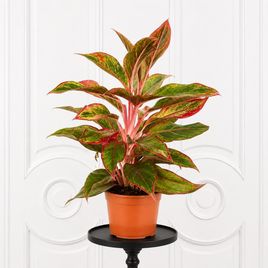 Аглаонема крит в горшке (Aglaonema crete)