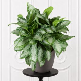 Аглаонема сильвер в горшке (Aglaonema silver bay)