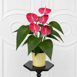 Антуриум Андрианум в горшке цвет микс (Anthurium Andreanum) 40-60 см