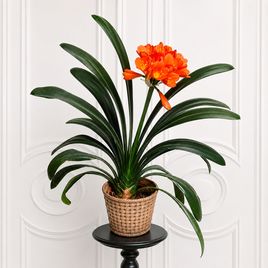 Кливия миниата в горшке (Clivia miniata)